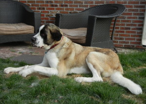 Ben laying in the grass looking forward