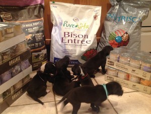 Dane puppies and food 2-cropped