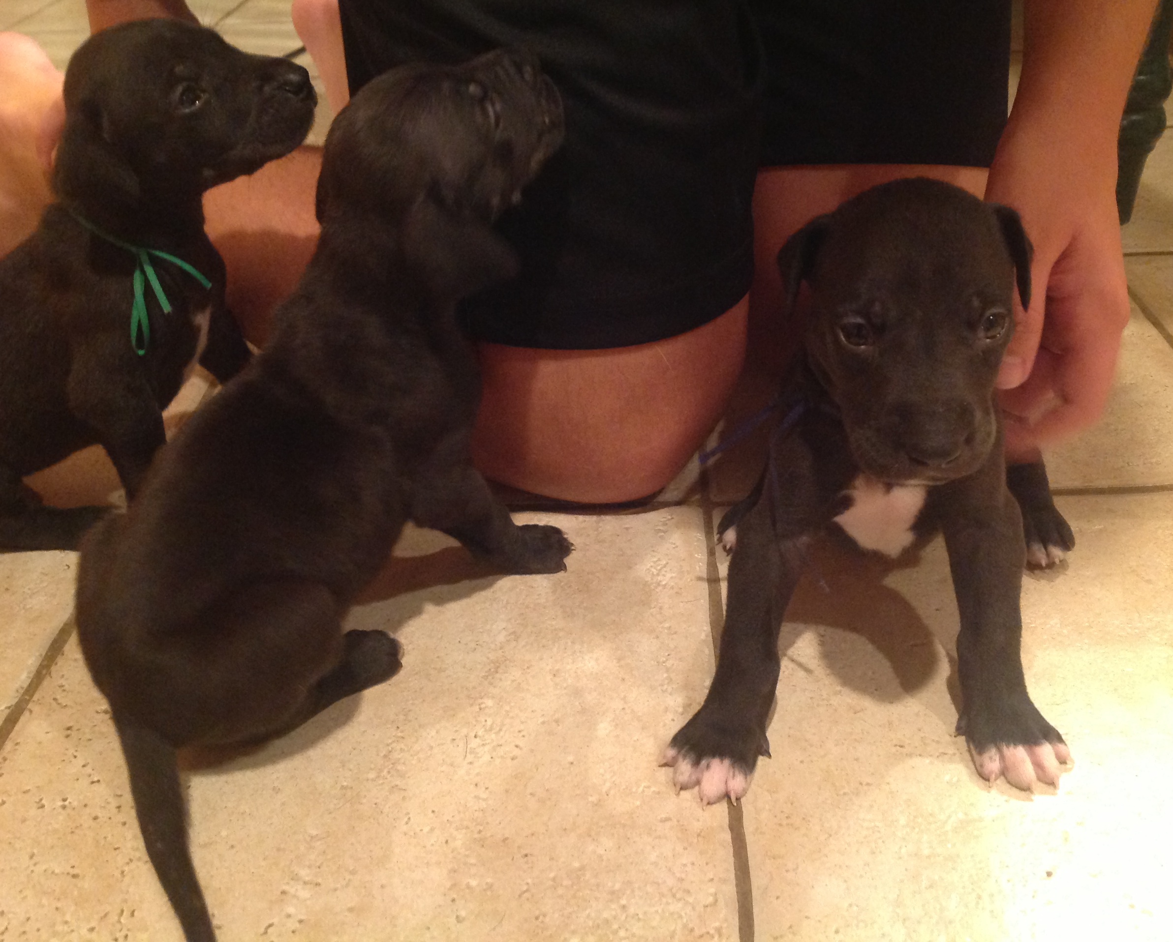 Dane puppies-three pups-on kitchen floor_8-5-13