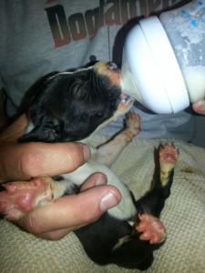 Dane puppy-bottle feeding-10 days old