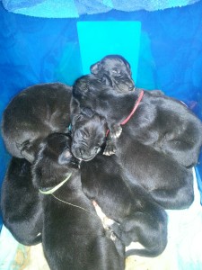 Dane puppy pile blue background 7-19-13