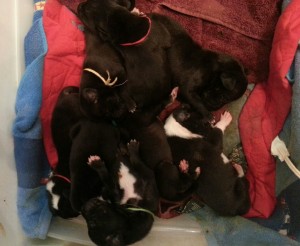 Eight one-week-old Great Dane puppies