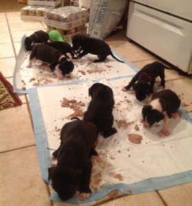 puppies eating on puppy pads