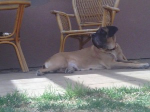 Maggie laying outside looking for the sun